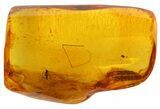Detailed Fossil Fly (Diptera) In Large Baltic Amber #45173-2